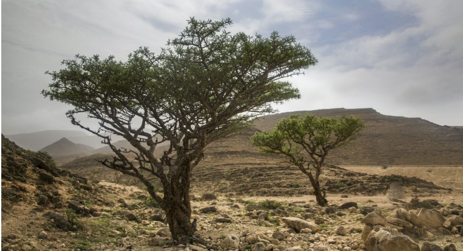 Les pouvoirs de guérison de l&rsquo;encens
