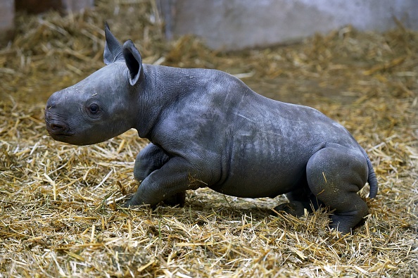 Naissance d&rsquo;un bébé rhinocéros noir au zoo de Doué-la-Fontaine, une espèce en danger critique d&rsquo;extinction