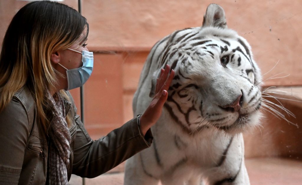 Guerre en Ukraine : deux lions et deux tigres trouvent refuge aux Pays-Bas