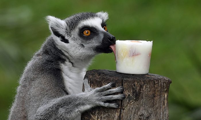 Des chercheurs découvrent pourquoi le yaourt peut réduire l’incidence du diabète de type 2