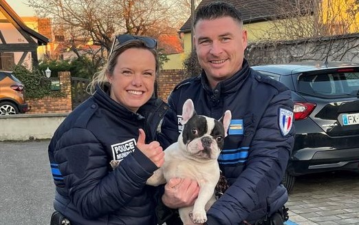 Un habitant du Bas-Rhin retrouve son bouledogue kidnappé grâce à « un grand mouvement de solidarité »