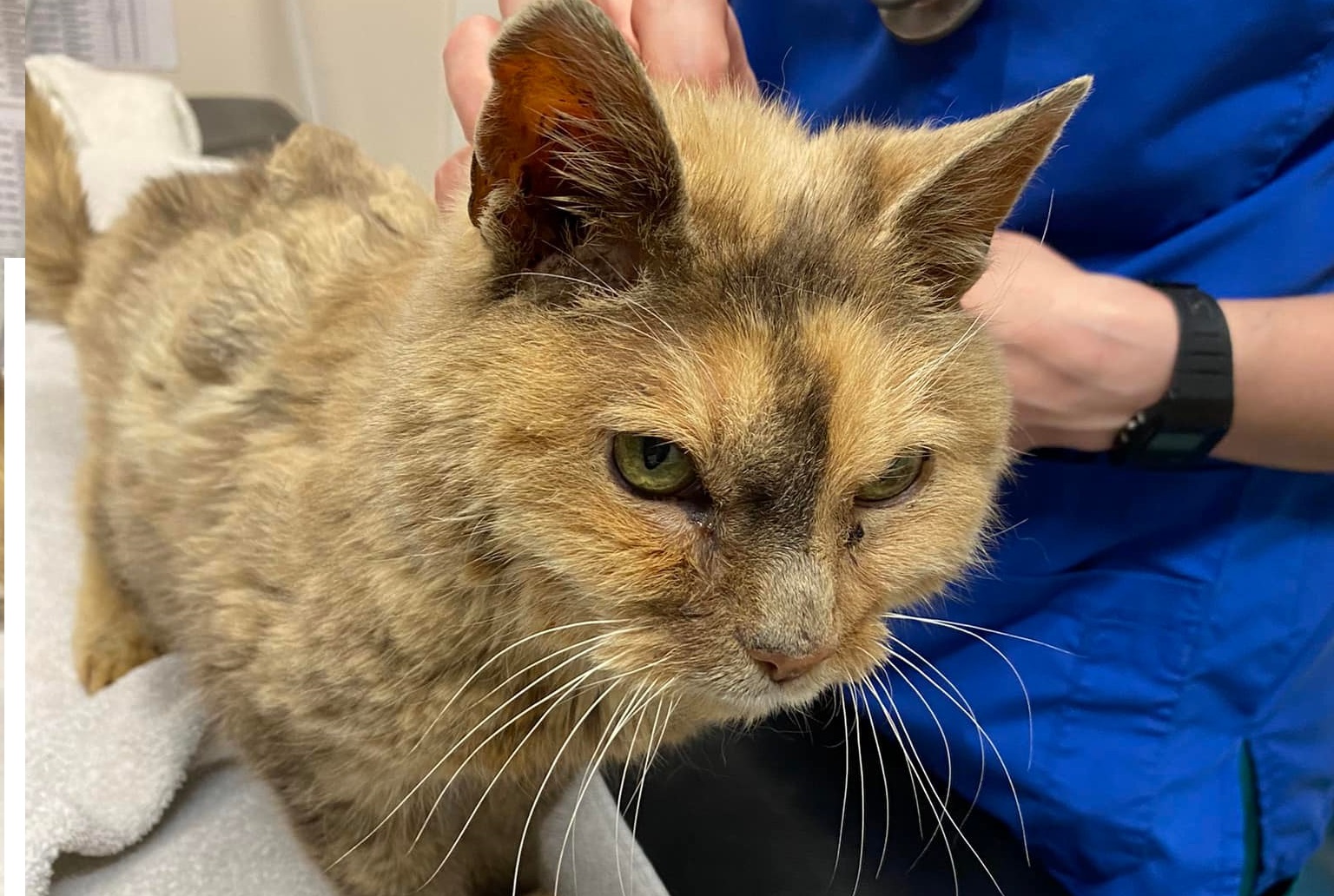 Une chatte disparue il y a 17 ans retrouve sa maîtresse juste à temps pour finir sa vie auprès d&rsquo;elle