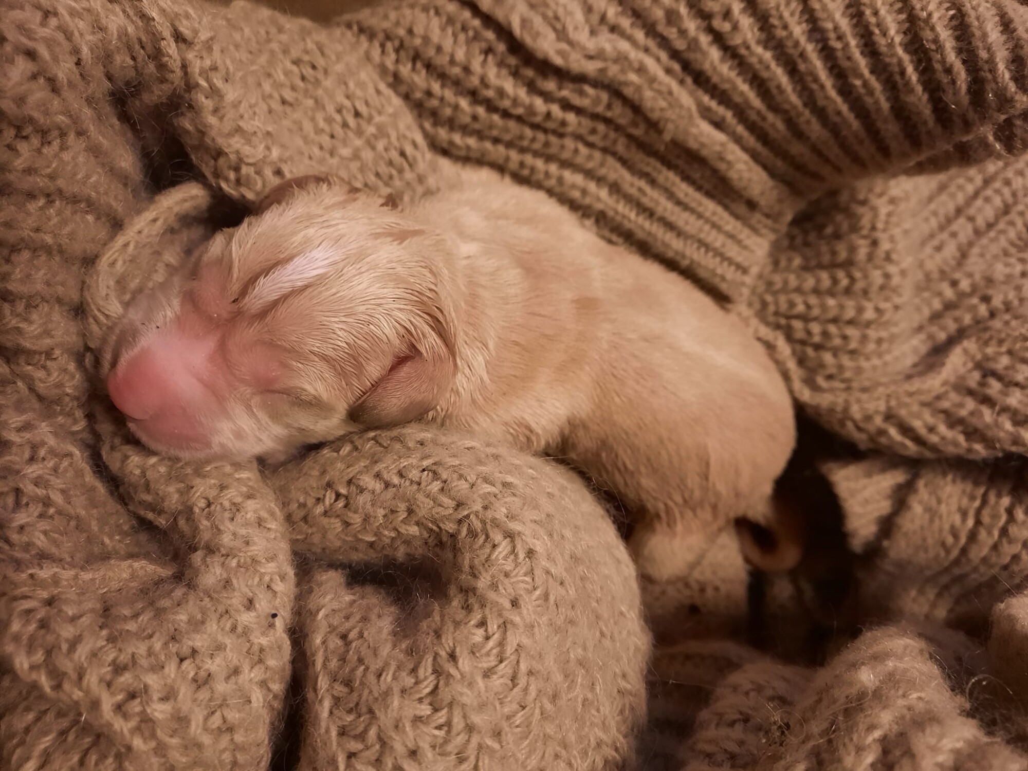 En Gironde, Florine sauve un chiot nouveau-né d&rsquo;une mort certaine et finit par l&rsquo;adopter après l&rsquo;avoir nourri au biberon