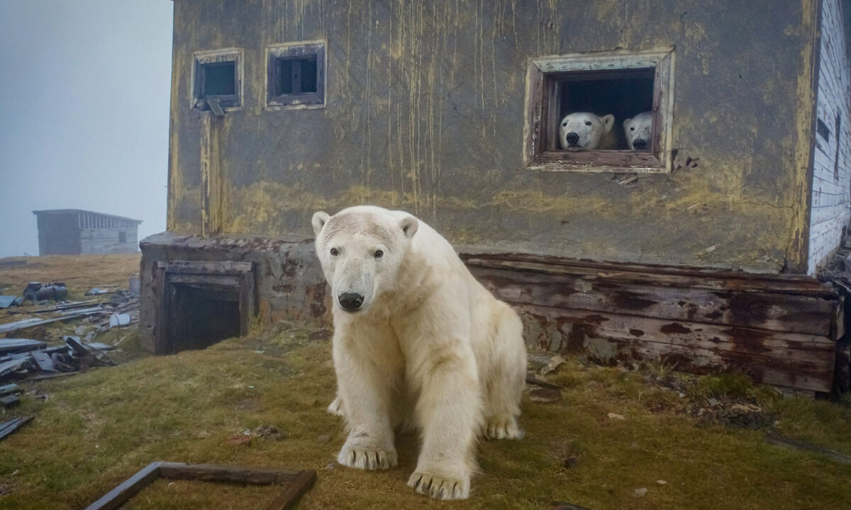 Un photographe découvre une meute d&rsquo;ours polaires vivant dans d&rsquo;anciennes habitations soviétiques