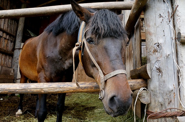 Guerre en Ukraine : passionné de chevaux, un Luxembourgeois part avec un camion rempli de nourriture pour les animaux et les humains