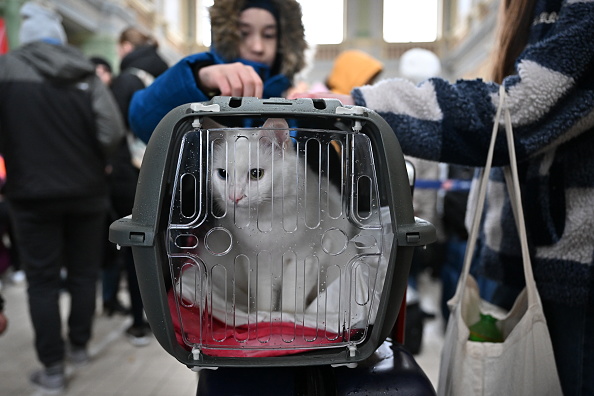 Le chat Miky adopté à Strasbourg : il avait été recueilli par des Ukrainiens après la mort de ses propriétaires