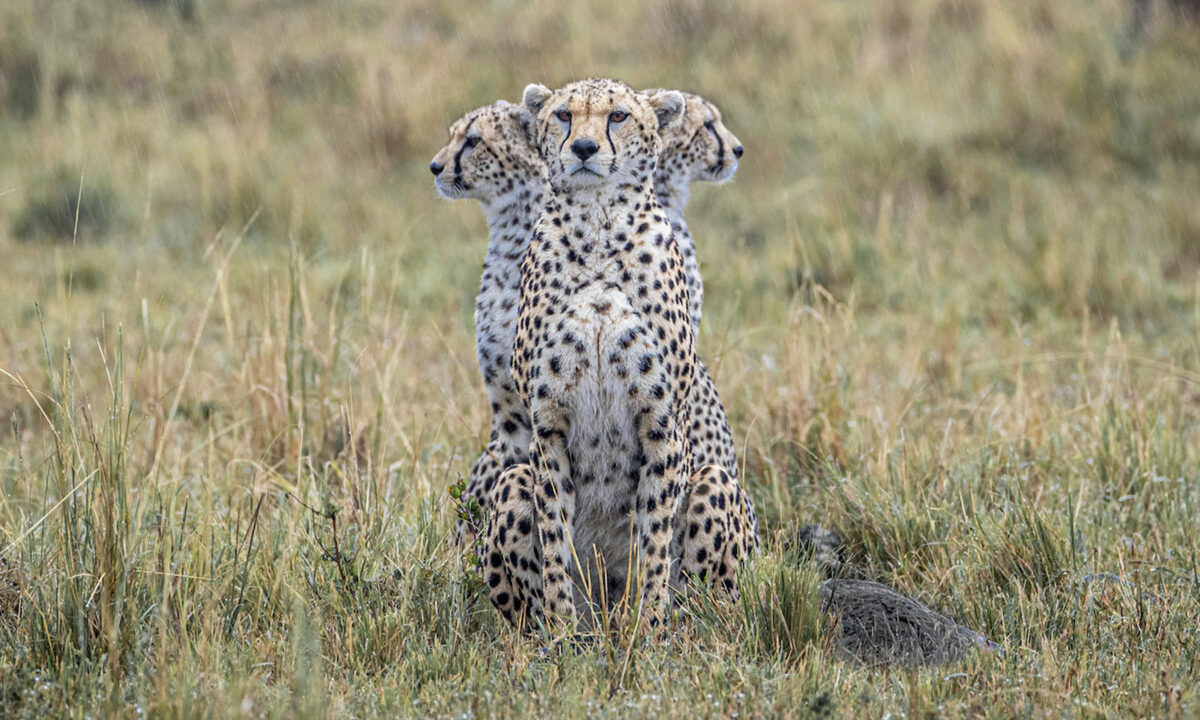 Photo rare : le guépard semble avoir « 3 têtes » dans cette parfaite illusion de safari