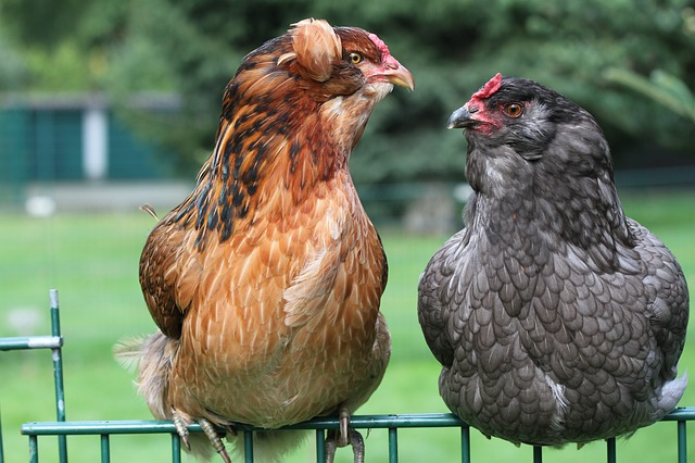 Oise : un jeune professeur élève des poules Araucana, une race qui pond des œufs bleus