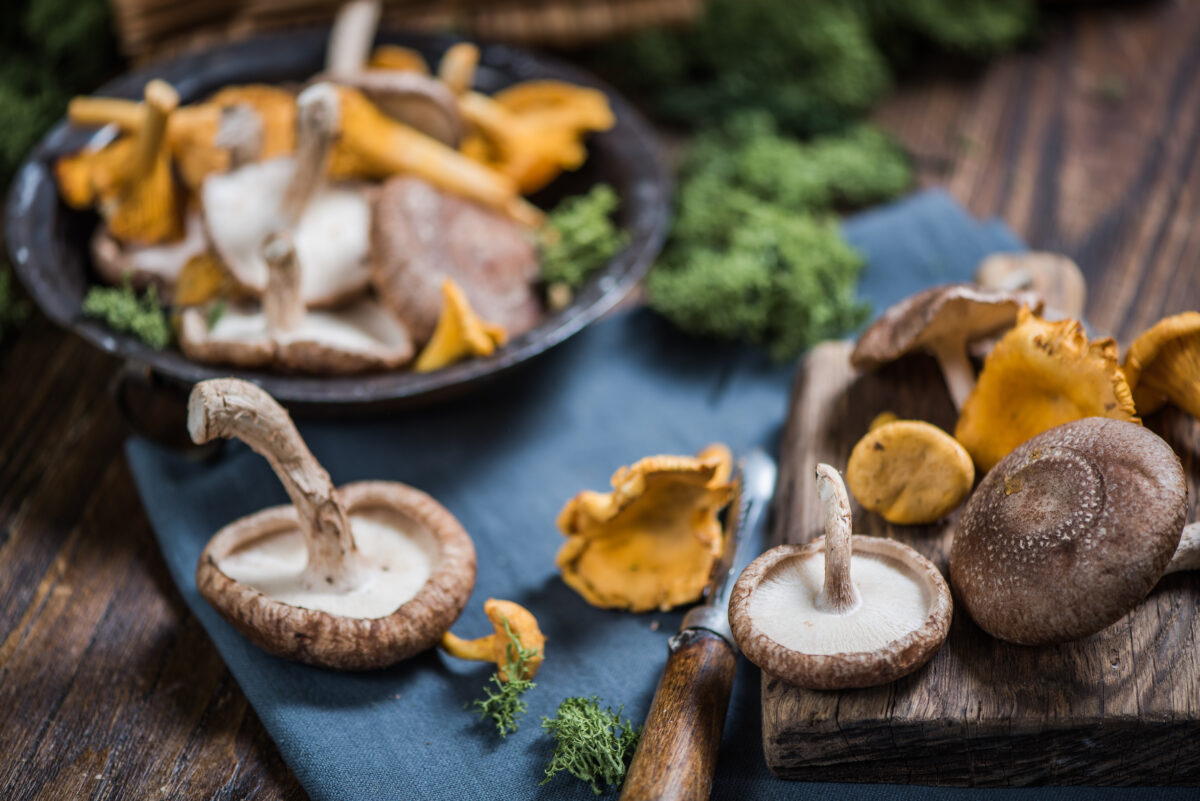 Les champignons médicinaux : le nouveau superaliment