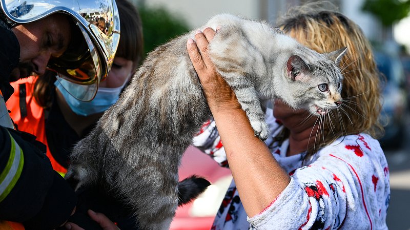 «J’ai mes chats à l’intérieur!»: les pompiers sauvent trois chats d&rsquo;un appartement en feu