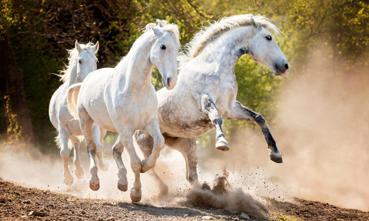 Cette femme a 40 ans d&rsquo;expérience dans la photographie équestre : « J&rsquo;apprécie ces animaux sous toutes leurs facettes »