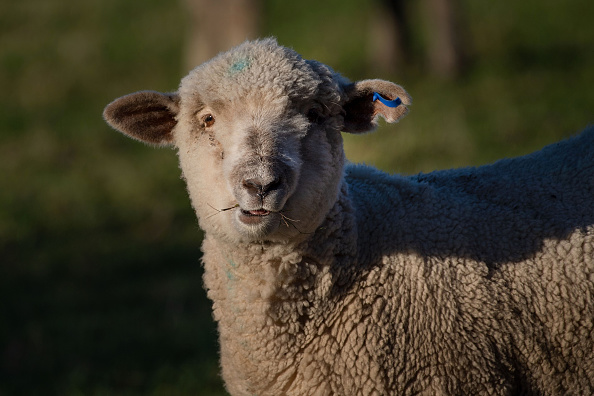 L’association Les Tondeuses sur Pattes sauve des brebis de l’abattoir et les loue pour l’entretien des espaces verts