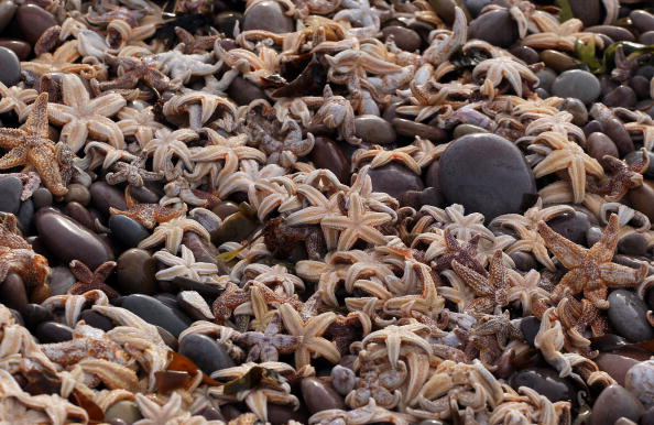 Arcachon : échouage impressionnant d’étoiles de mer au pied de la Dune du Pilat