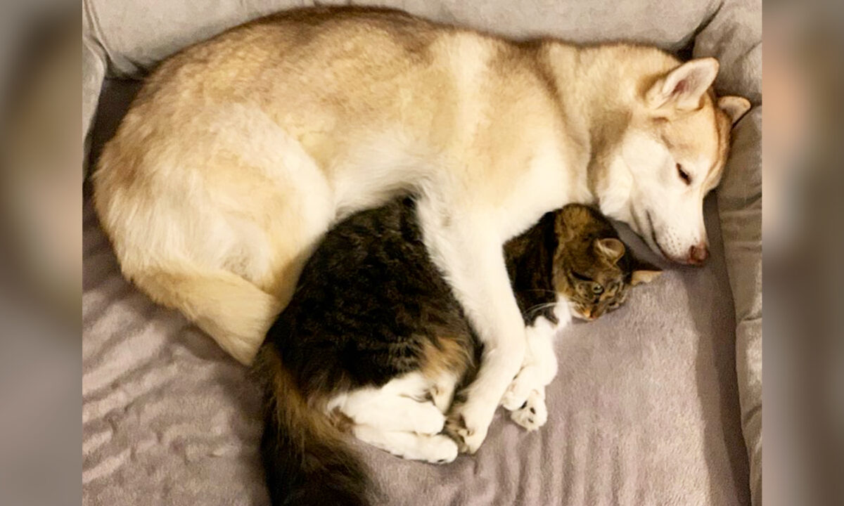 Un husky sibérien vient en aide à un chaton au bord de la mort, un lien vraiment spécial se forge