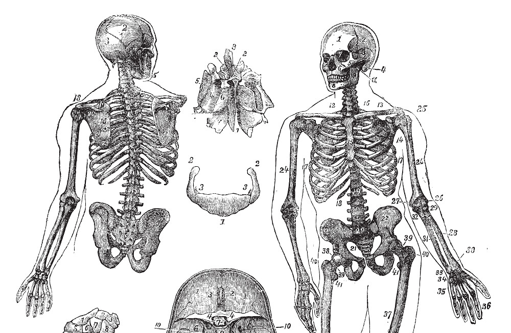 5 herbes pour la santé des os