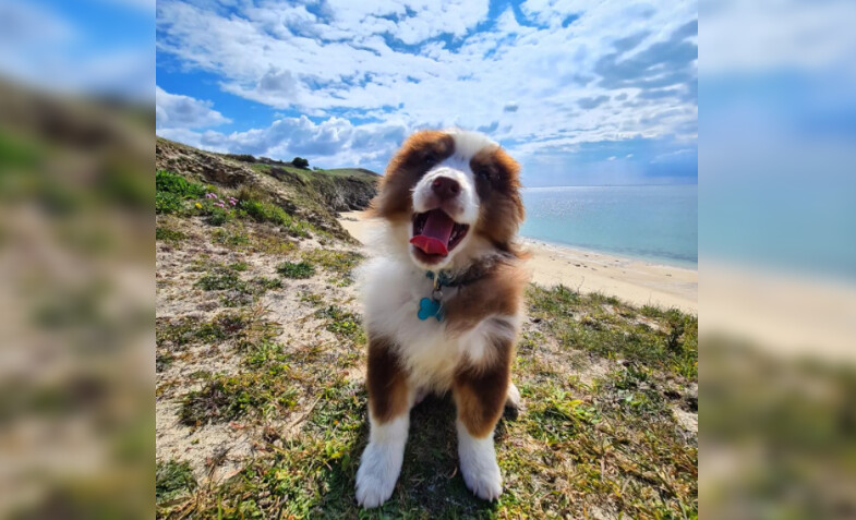 Suite au vol de son chiot Sunny, elle lance l&rsquo;appli Waf pour aider les victimes et les enquêteurs