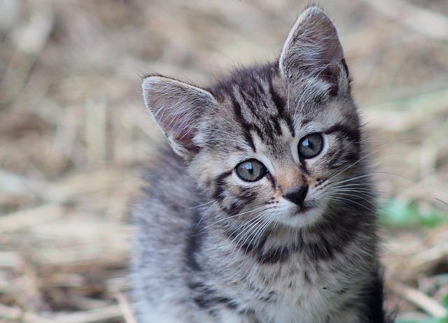 Seine-Maritime : un chaton tombé dans une bouche d&rsquo;égout sauvé par des pompiers juste avant l&rsquo;orage