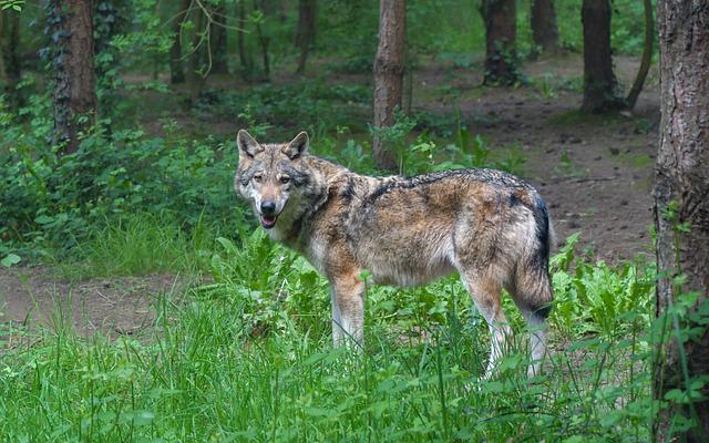 Bretagne : un loup filmé dans le Finistère, une première depuis un siècle