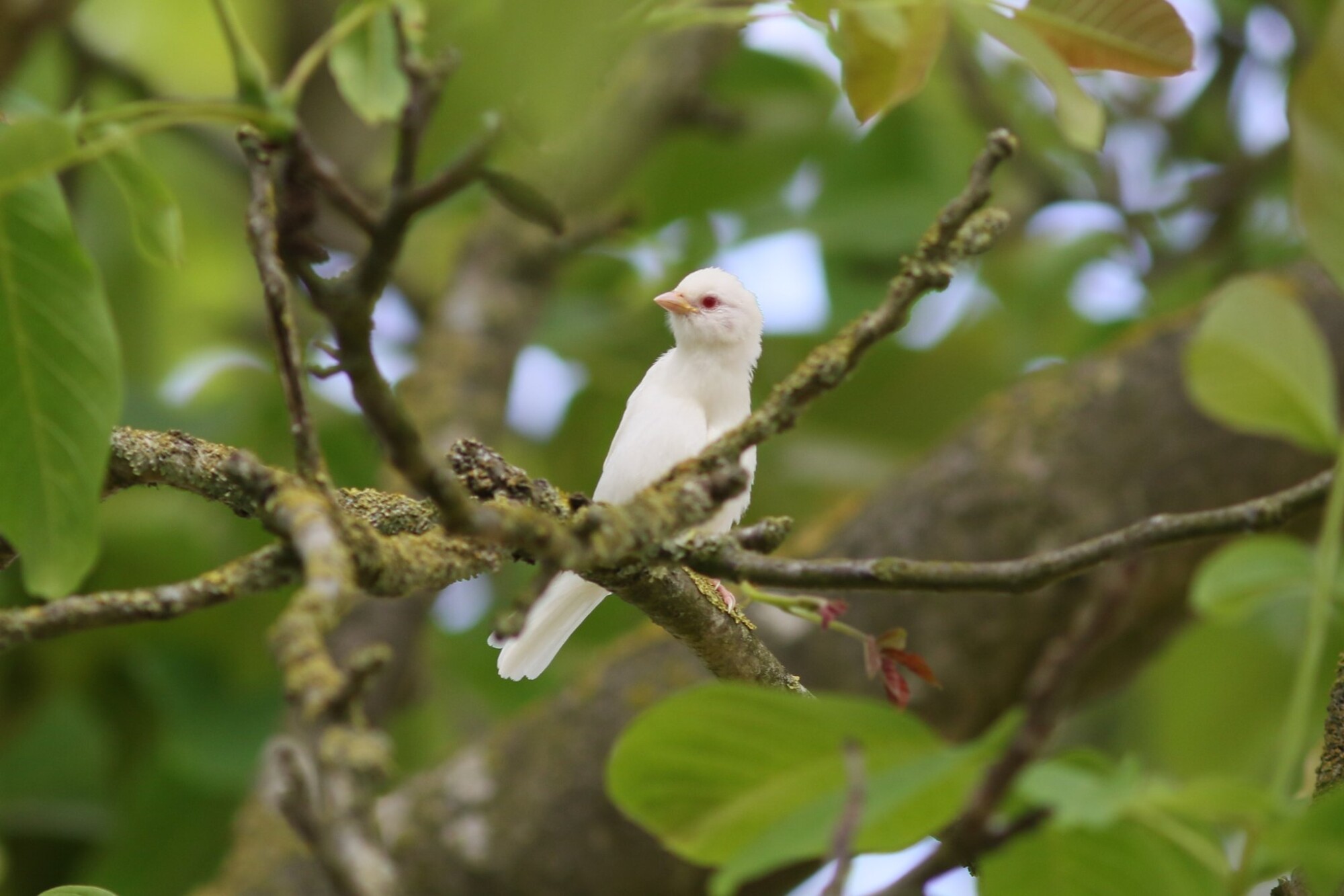 «C&rsquo;est un peu comme gagner au loto»: un moineau friquet albinos photographié dans les Deux-Sèvres