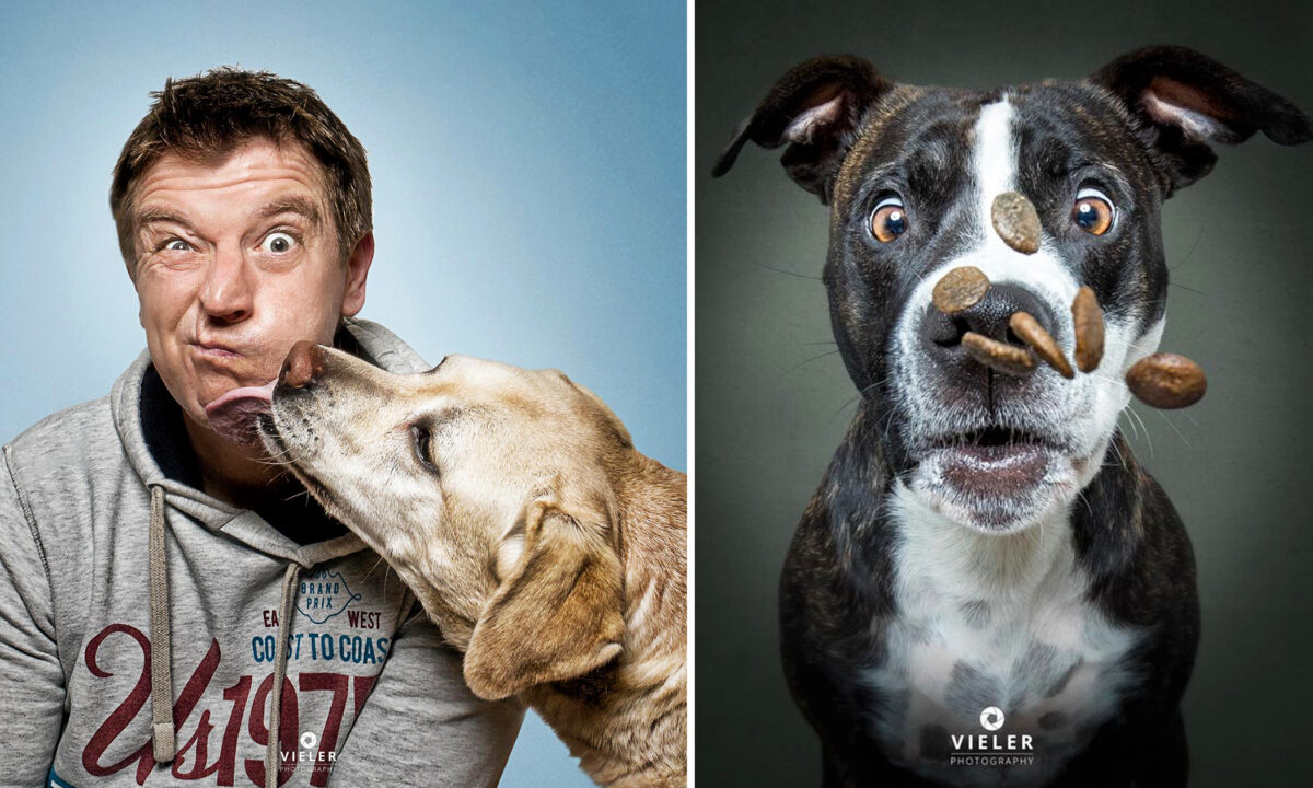 Photos drôles de chiens qui attrapent des friandises volantes: découvrez leurs expressions comiques