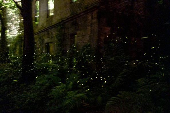 Pyrénées-Orientales: des lucioles «féroces» observées près de Perpignan se propagent dans le département