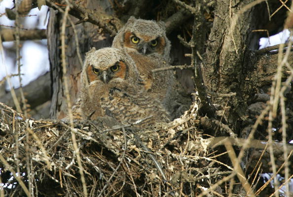 Alsace: deux jeunes hiboux grands-ducs apprennent à voler sur la corniche de l&rsquo;abbatiale de Wissembourg