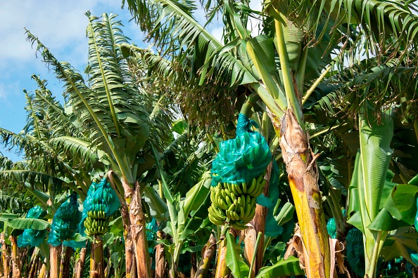 Affaire du chlordécone aux Antilles : la justice reconnaît des « négligences fautives » de l&rsquo;État