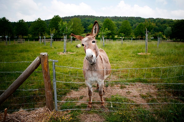 Calvados: une ânesse fait le bonheur des résidents d’un Ehpad, elle est ainsi sauvée de l’abattoir