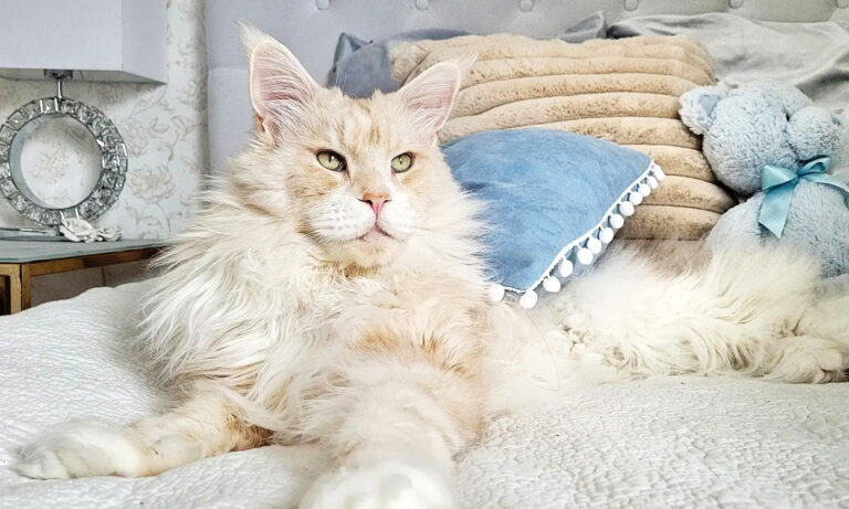 Rencontrez Lotus, le majestueux chat Maine coon de 10 kg qui est «tout» pour sa propriétaire