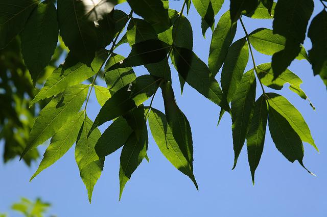 Le frêne de Vence, âgé de 483 ans, remporte le prix coup de cœur du concours national de l&rsquo;arbre de l&rsquo;année