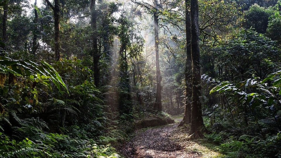 Un père a été condamné à 18 mois avec sursis pour avoir voulu abandonner son enfant dans la forêt