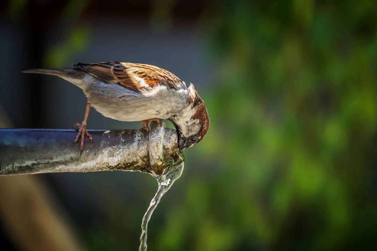 Est-il possible d’aider les oiseaux du jardin à survivre en période de canicule ?