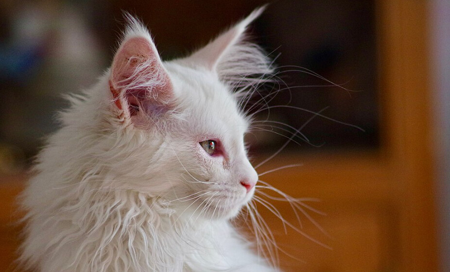 Les chats de luxe qu&rsquo;elle élève dans l&rsquo;Orne se vendent 1000 euros en moyenne, parfois même davantage