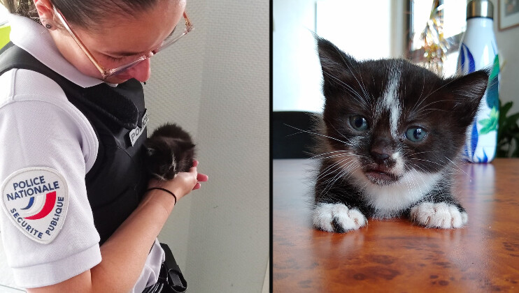 Un chaton pas encore sevré trouve refuge au commissariat et finit par être adopté par les policiers du Puy-en-Velay