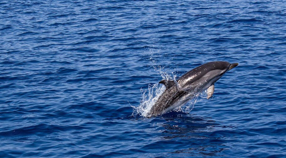 Un groupe de dauphins fait un spectacle devant une plage de Saint-Malo: «C’était fabuleux, quel ballet!»