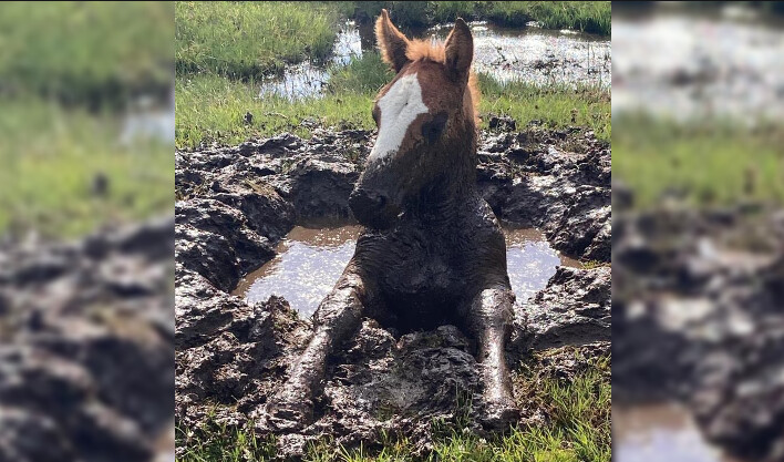 Un poulain embourbé dans un trou de vase sauvé par les pompiers des Pyrénées-Orientales