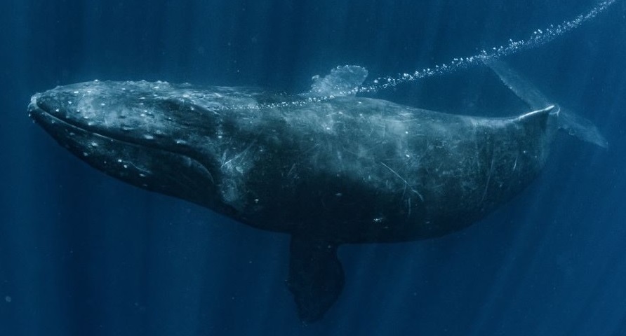 Les chants des baleines à bosse montrent que l&rsquo;homme n&rsquo;est pas la seule espèce capable de transmission culturelle