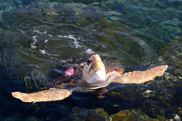 Hérault: intervention des pompiers sur la plage de Valras, une tortue caouanne y pondait ses œufs