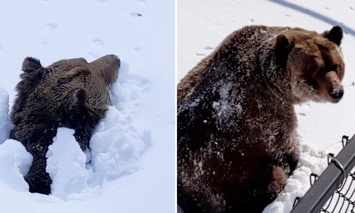 Une vidéo incroyable montre un ours se réveillant et sortant de sa tanière après des mois d&rsquo;hibernation