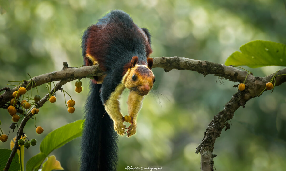 Cet homme passionné par la faune sauvage présente ses incroyables photographies des écureuils géants de Malabar