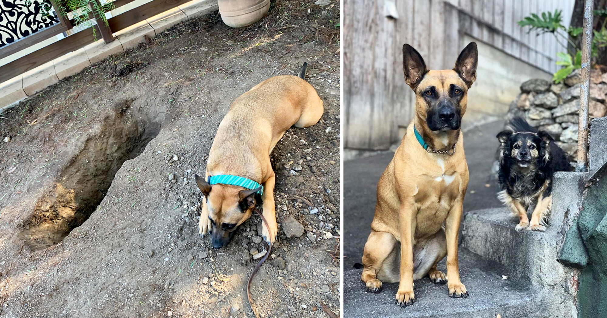 Une chienne fait des adieux émouvants à son meilleur ami canin âgé après son décès