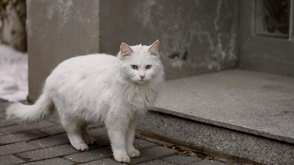 Quelques jours avant Noël, très émue, elle retrouve sa chatte disparue depuis 6 ans