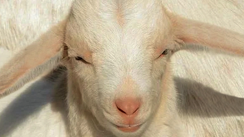 Pakistan : avec ses oreilles de 54 cm, un chevreau devient une star des réseaux sociaux