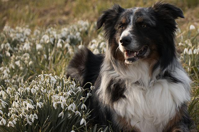 Le miracle de Jolie, la chienne tombée d&rsquo;un voilier qui a nagé 2 jours pour regagner la rive espagnole
