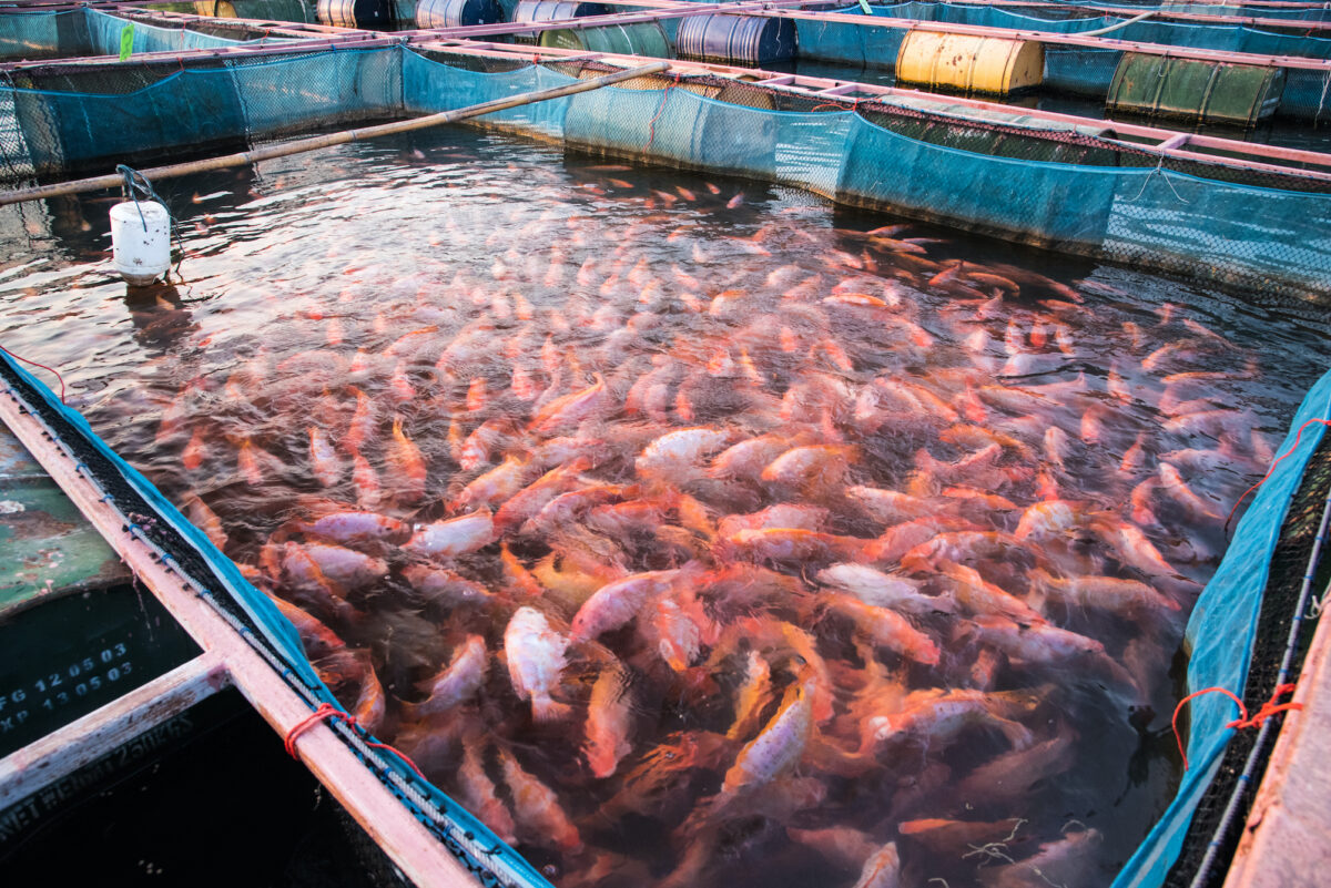 Les 5 meilleures raisons pour ne jamais manger de poisson industriel