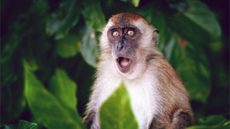 Il ne faut pas s&rsquo;attendre à ce que la variole du singe n’affecte que la communauté LGBT