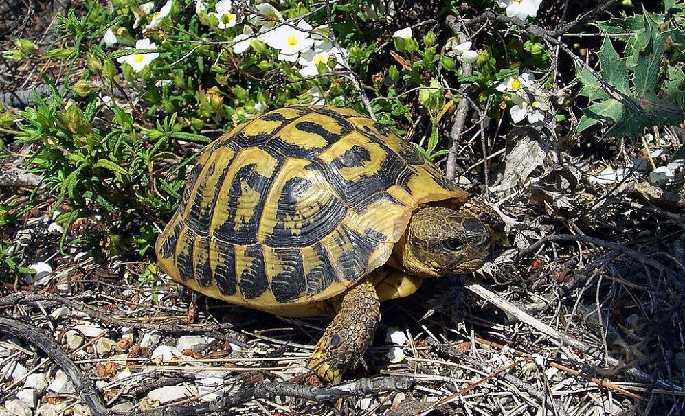 Cette Normande passionnée de tortues 100% françaises en élève 300 dans son jardin: «Elles font partie intégrante de ma propre famille»