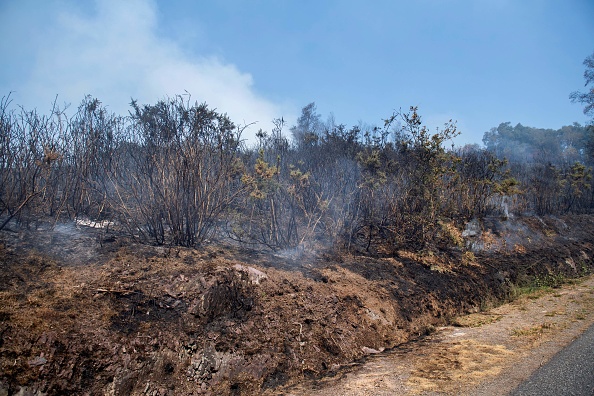 Incendie en forêt de Brocéliande: un habitant venu en aide aux sinistrés sauve un écureuil
