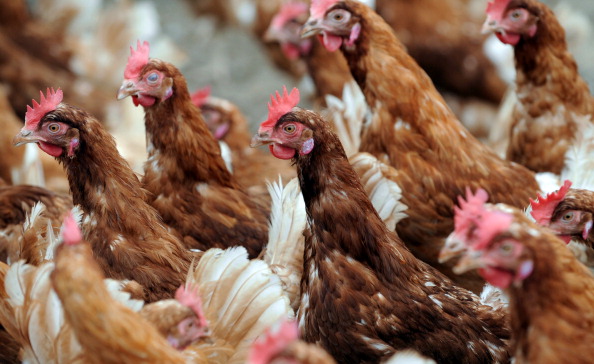 Ille-et-Vilaine: 10.000 poules bio à adopter près de Vitré pour leur éviter l&rsquo;abattoir