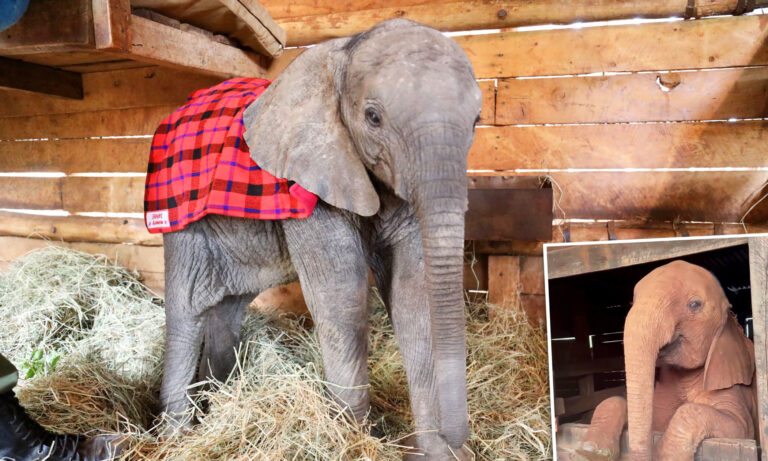 [Vidéo] Une femelle éléphanteau rescapée refuse d’aller dormir et proteste de façon adorable contre l&rsquo;heure du coucher